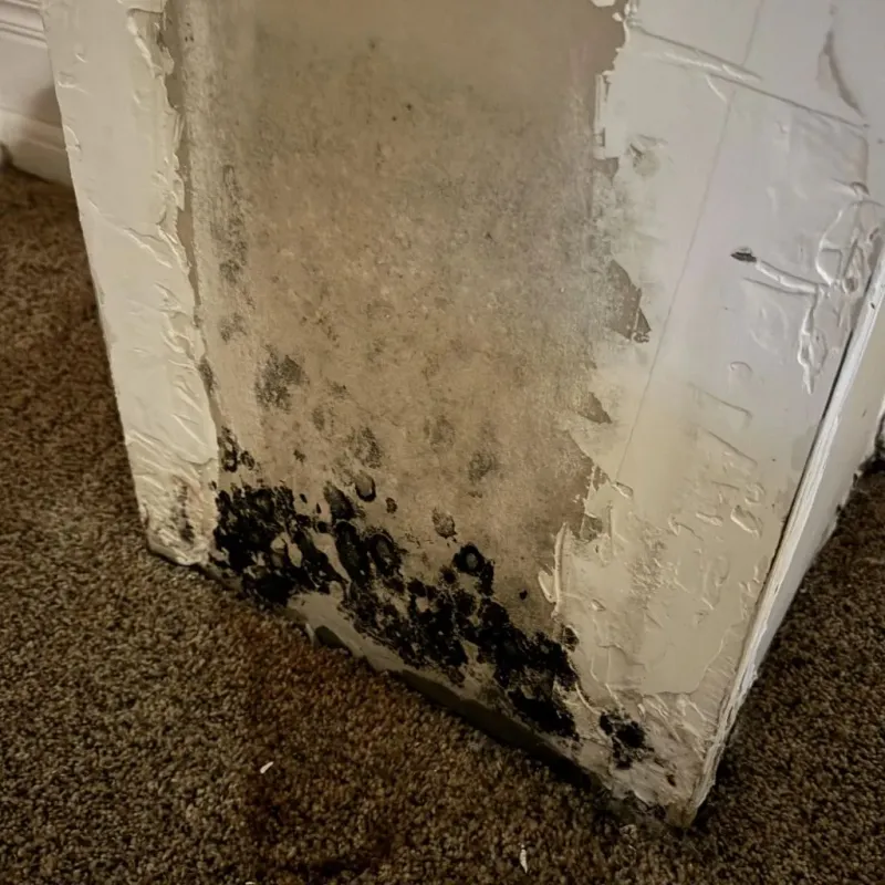 Professional Mold Removal in Napoleonville, LA